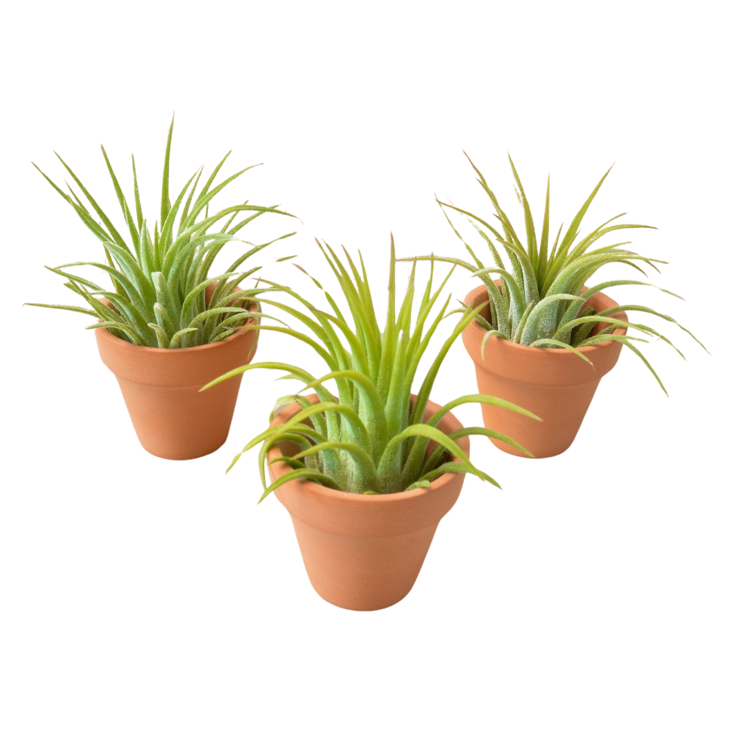 3 Air Plants with Terra Cotta Pots