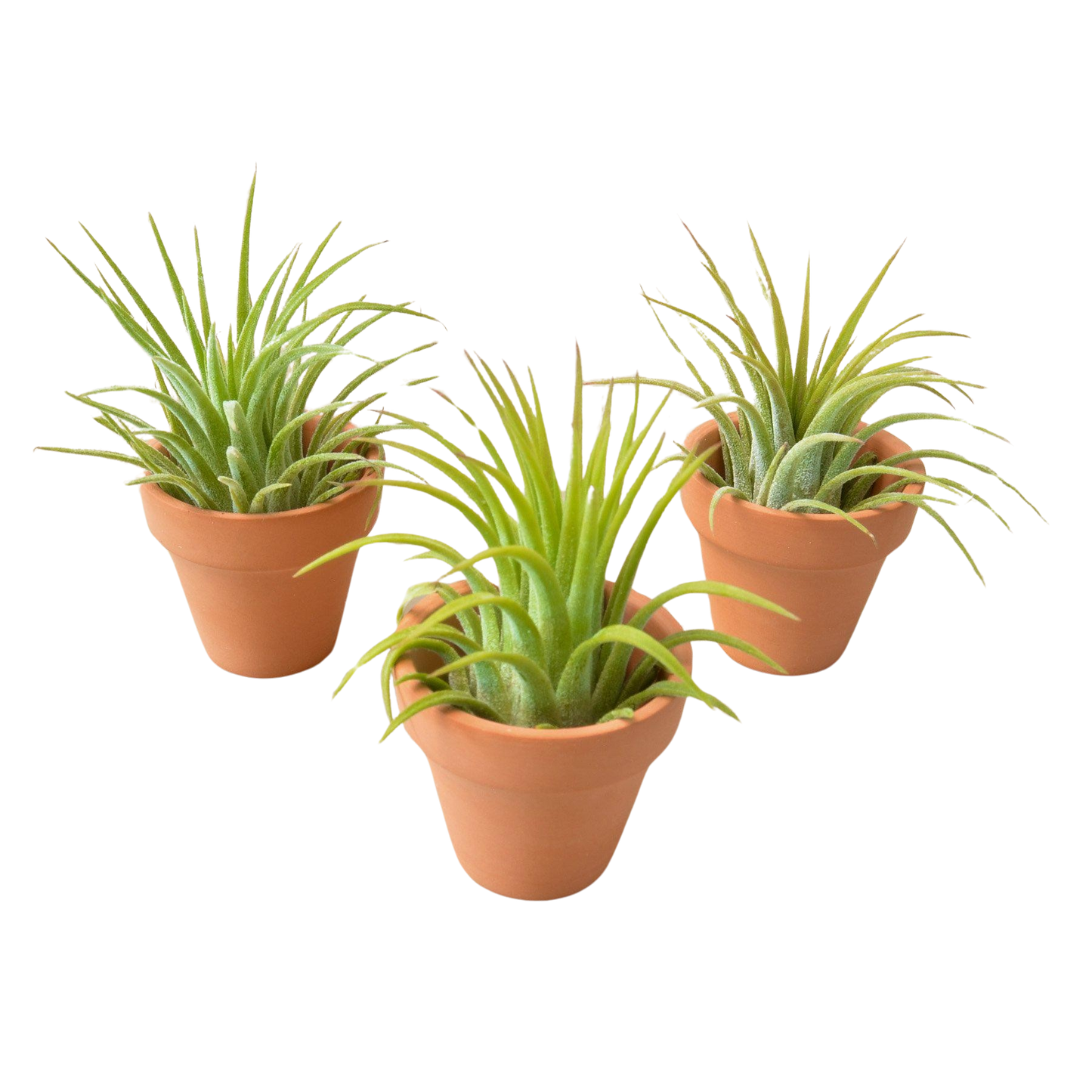 3 Air Plants with Terra Cotta Pots
