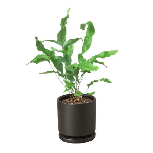 Blue-star fern