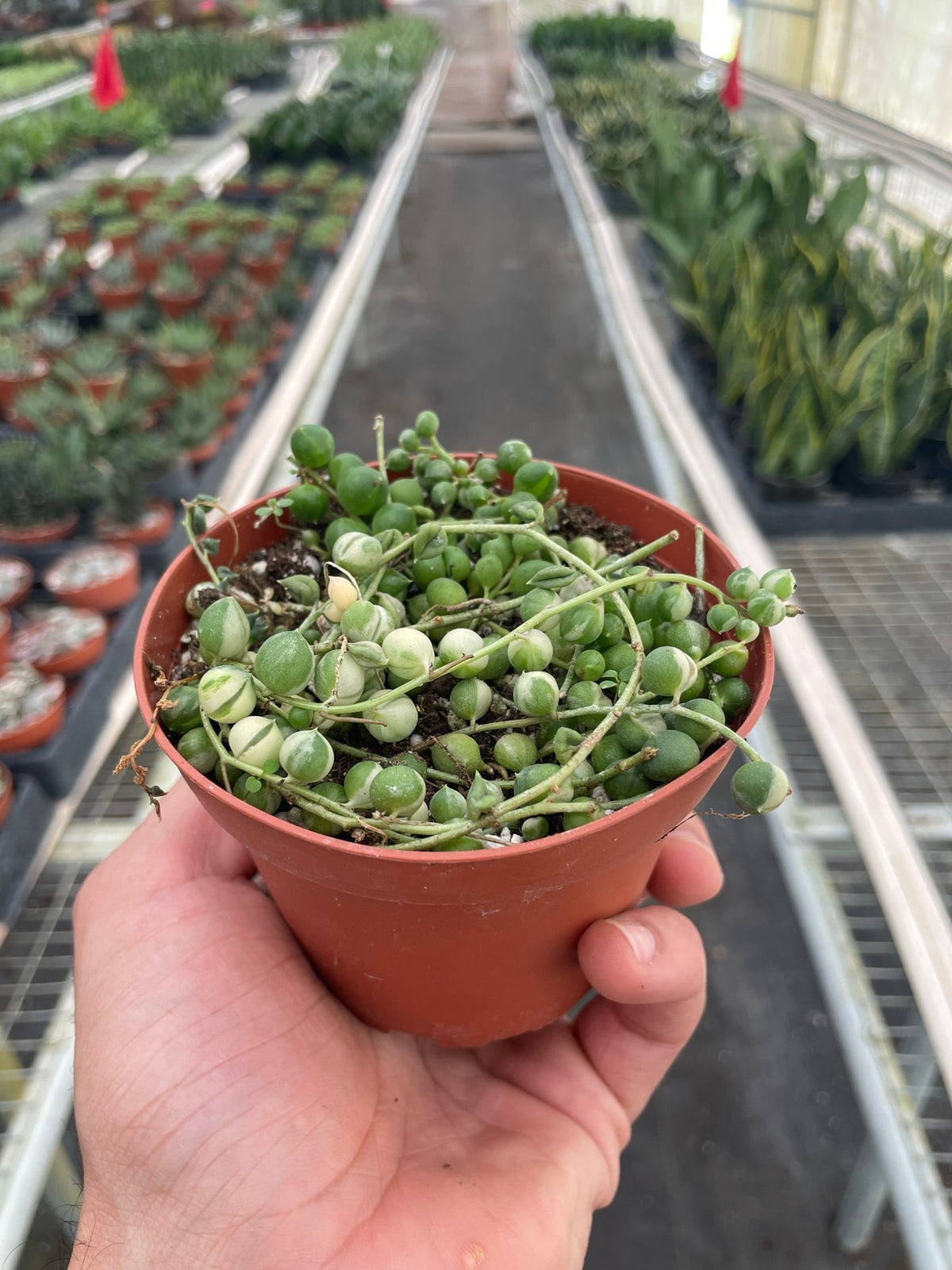 String of Pearls 'Variegata'