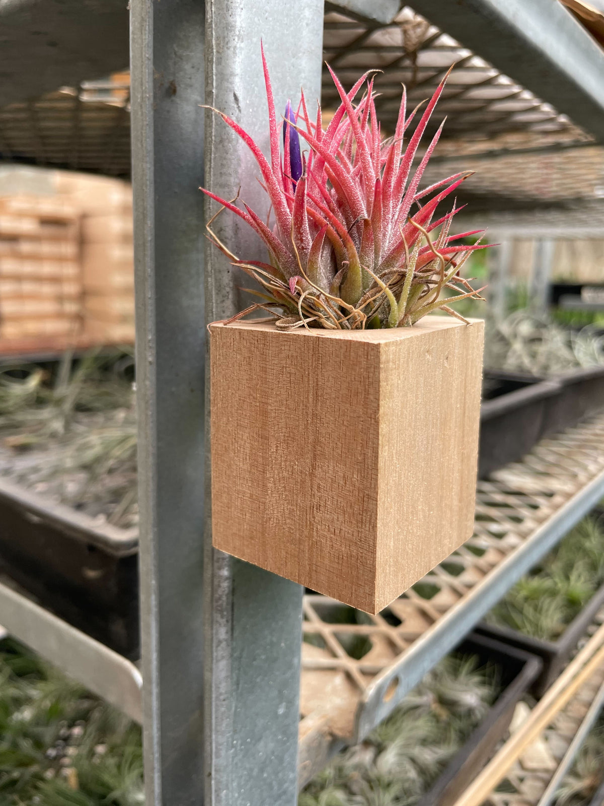Air Plant Ionantha in Magnetic Wood Planter