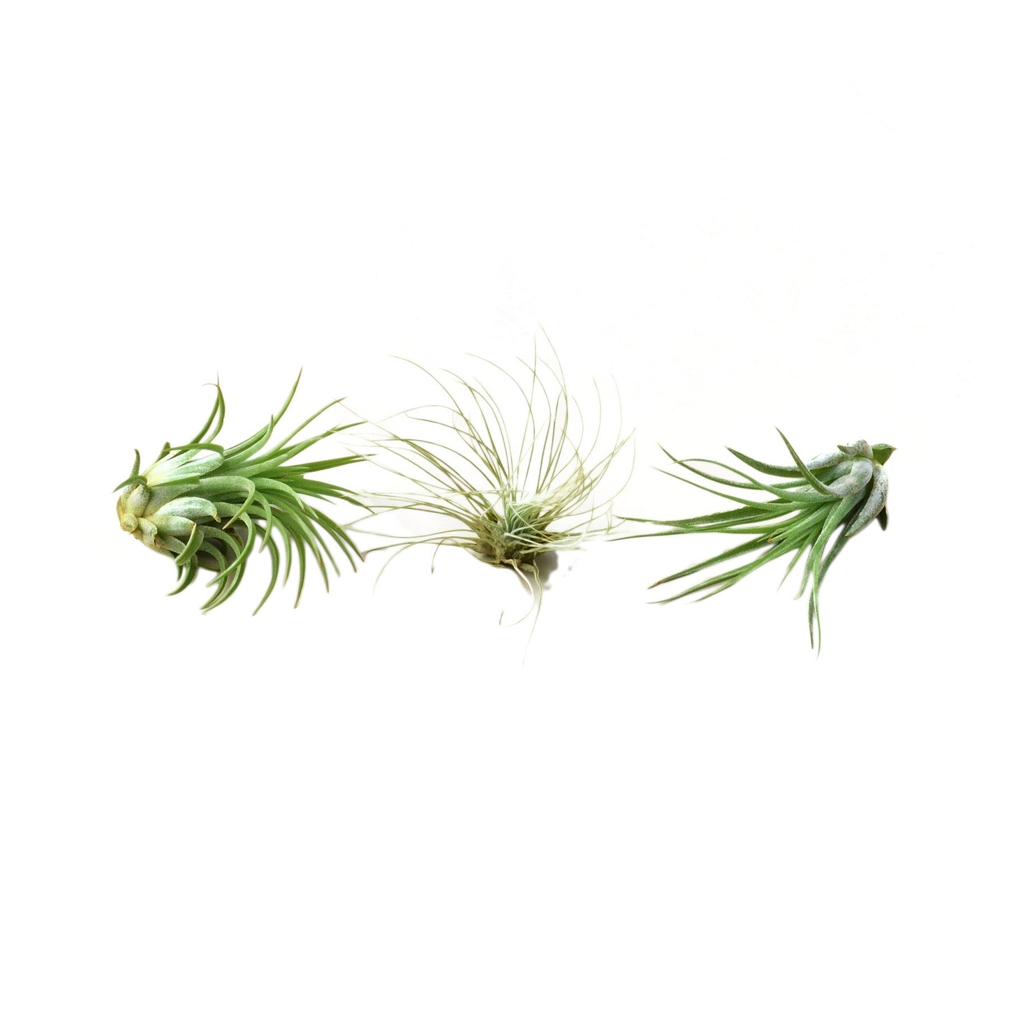 Air Plant 3 Pack - Large