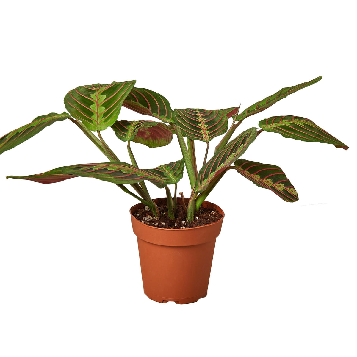 Prayer Plant 'Erythroneura'