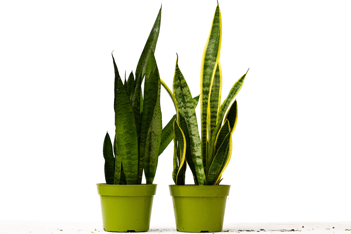 2 Snake plants