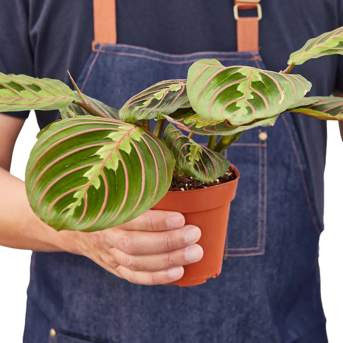 Prayer Plant 'Erythroneura'