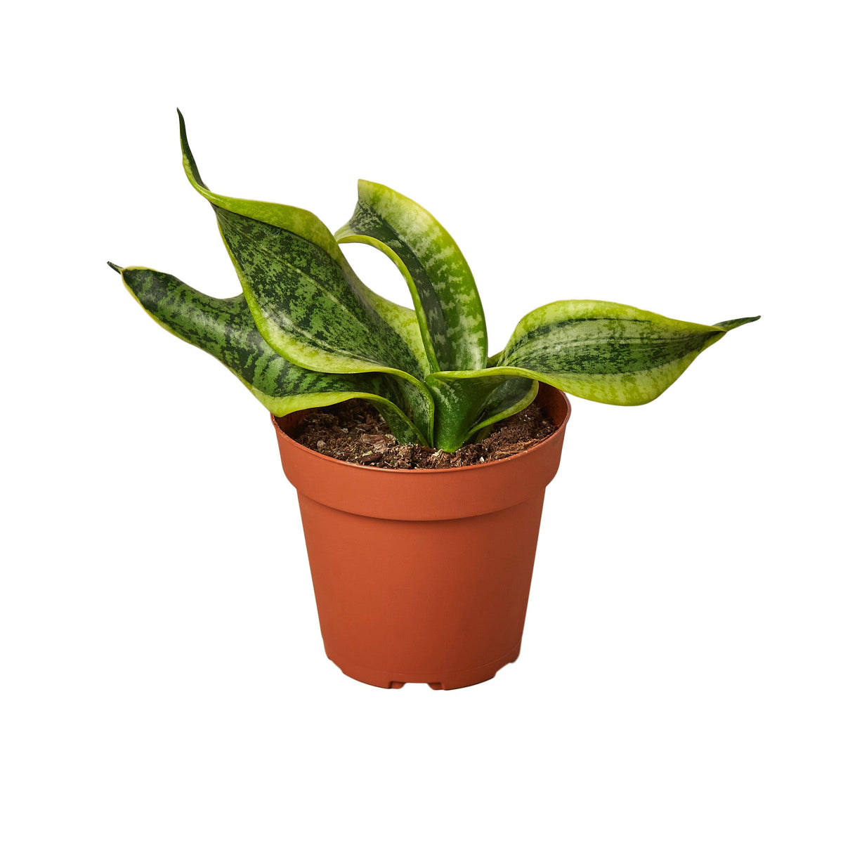 Snake Plant 'Twisted sister'