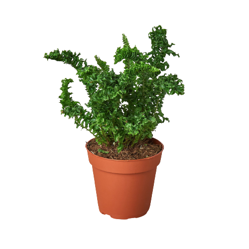 Nephrolepis exaltata 'Emina'
