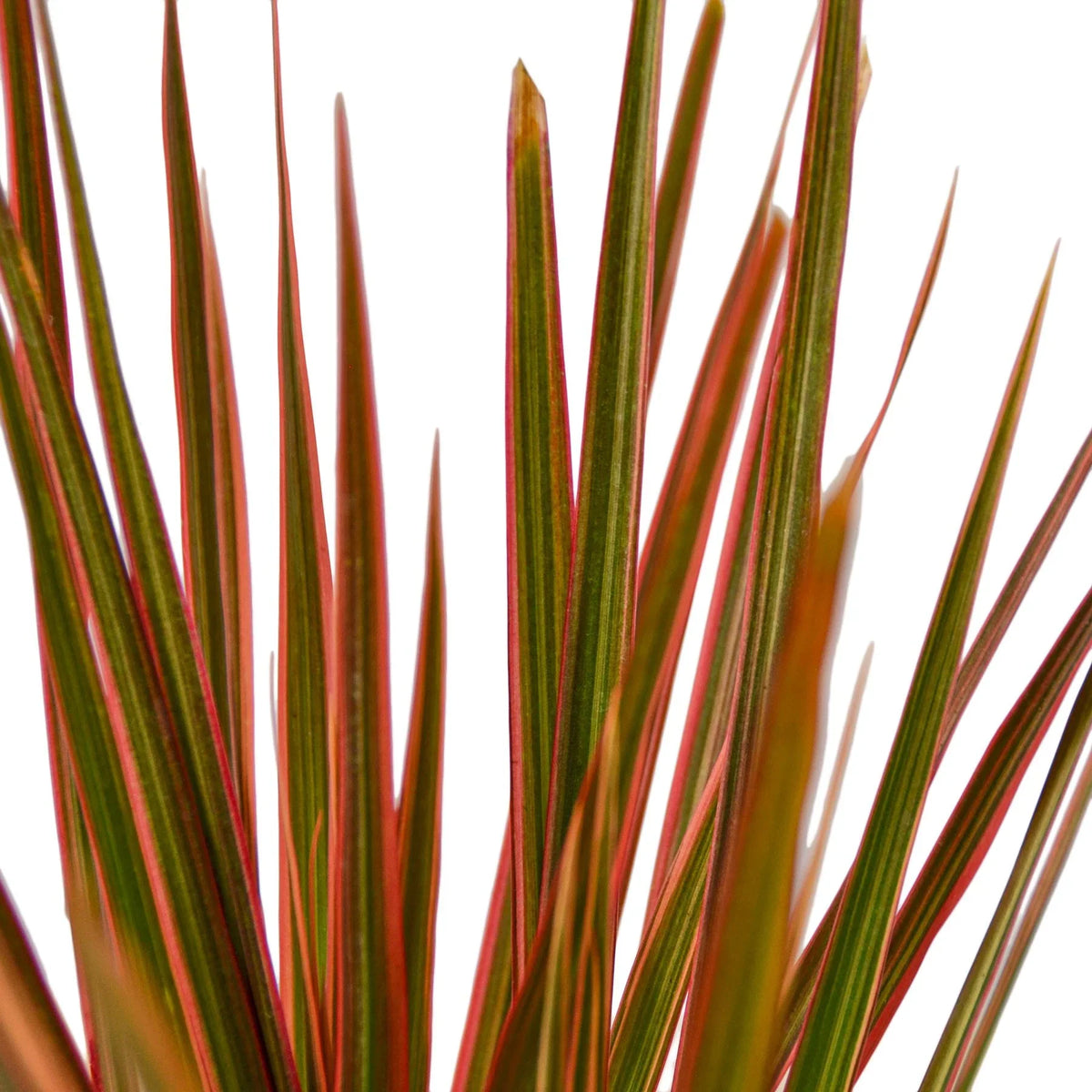 Dragon Tree 'Colorama'