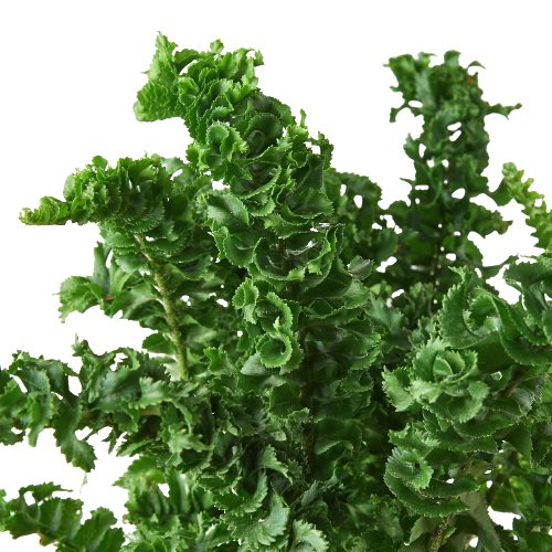 Nephrolepis exaltata 'Emina'
