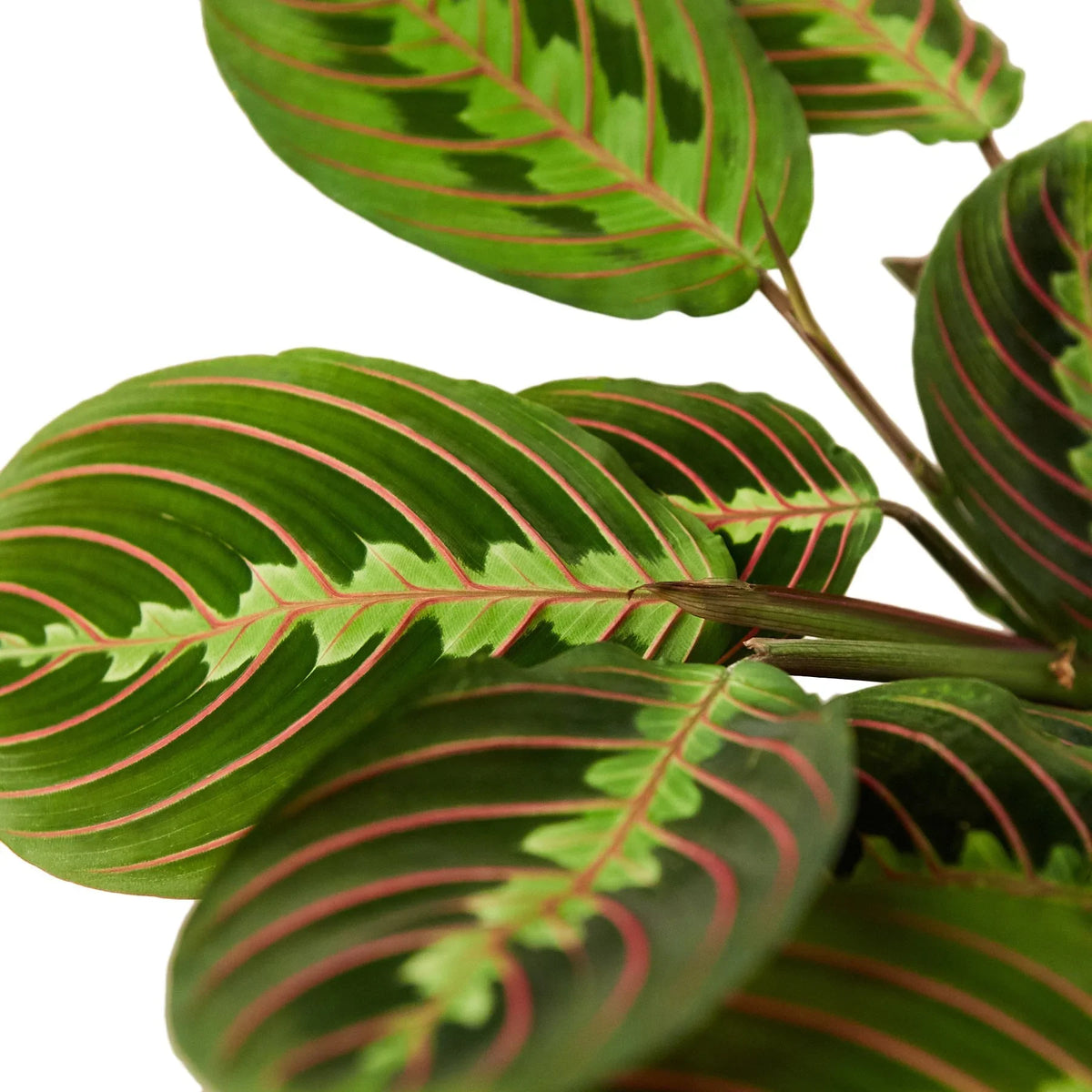 Prayer Plant 'Erythroneura'