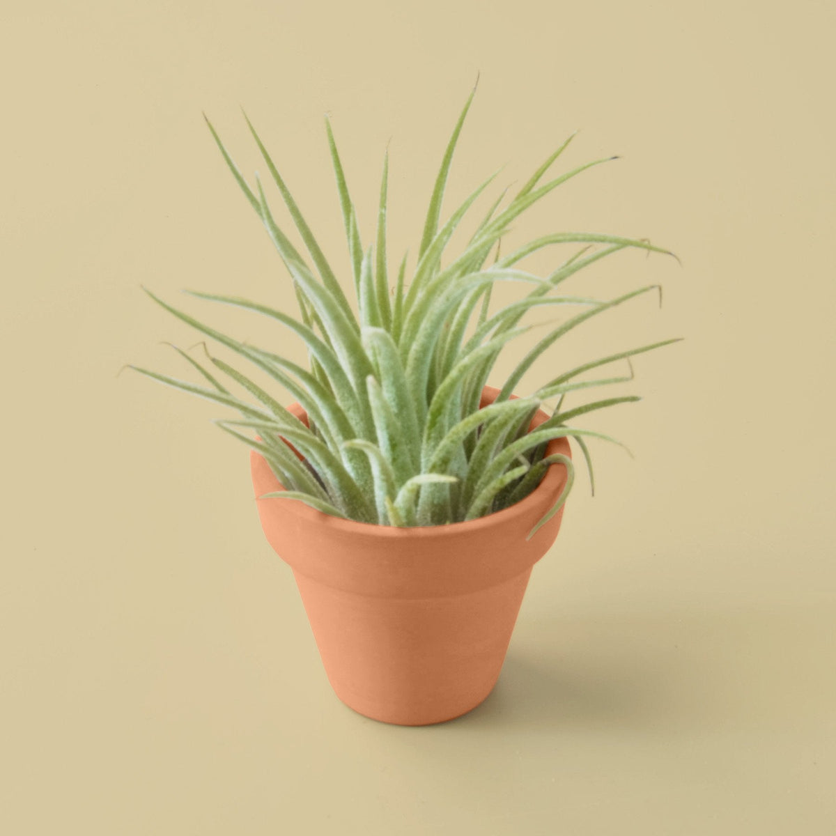 Air Plant with Terra Cotta