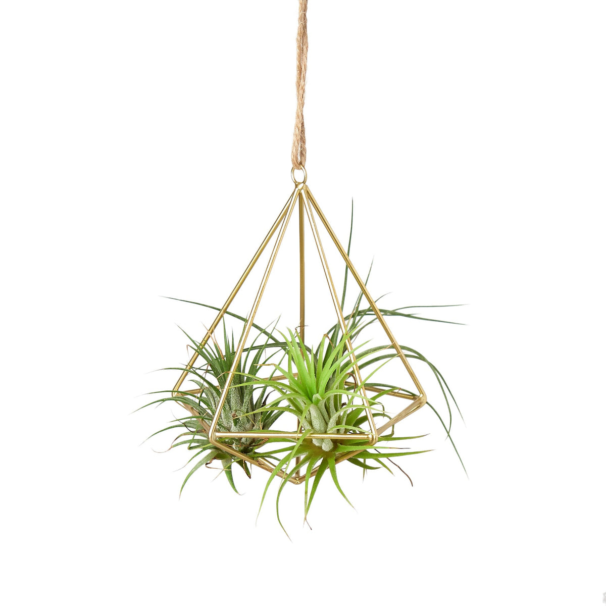 Air Plant Display Hanger