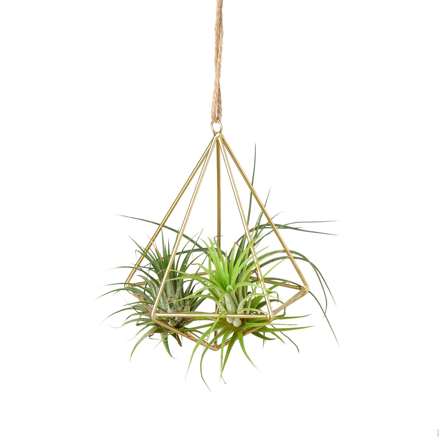 Air Plant Display Hanger