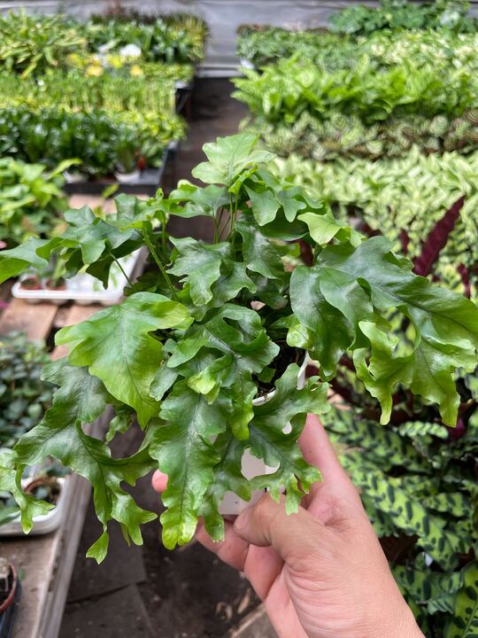 Nicholas diamond fern