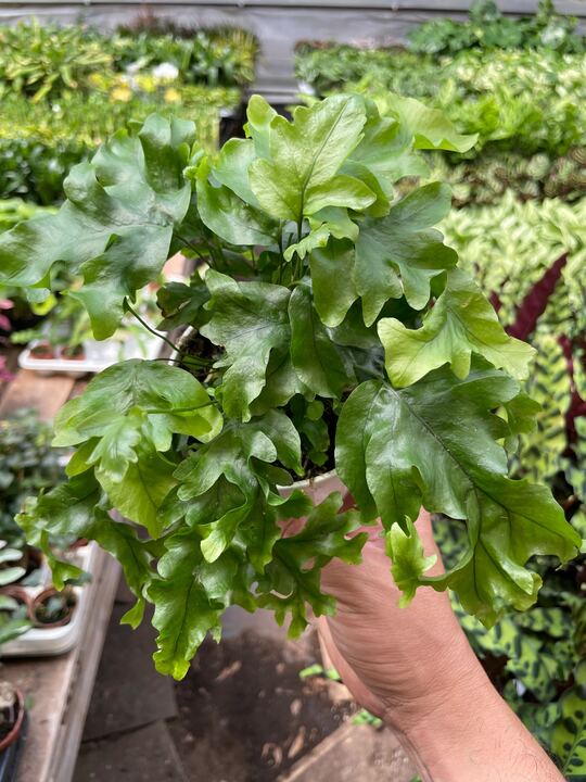 Nicholas diamond fern