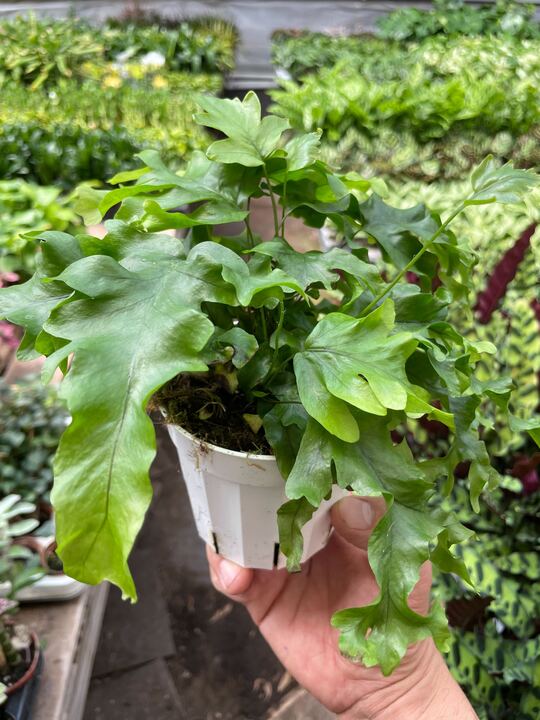 Nicholas diamond fern