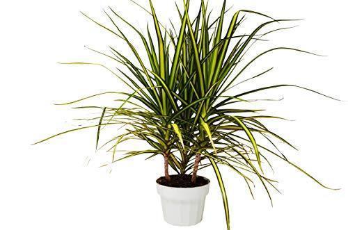 Dragon tree 'Sunray'