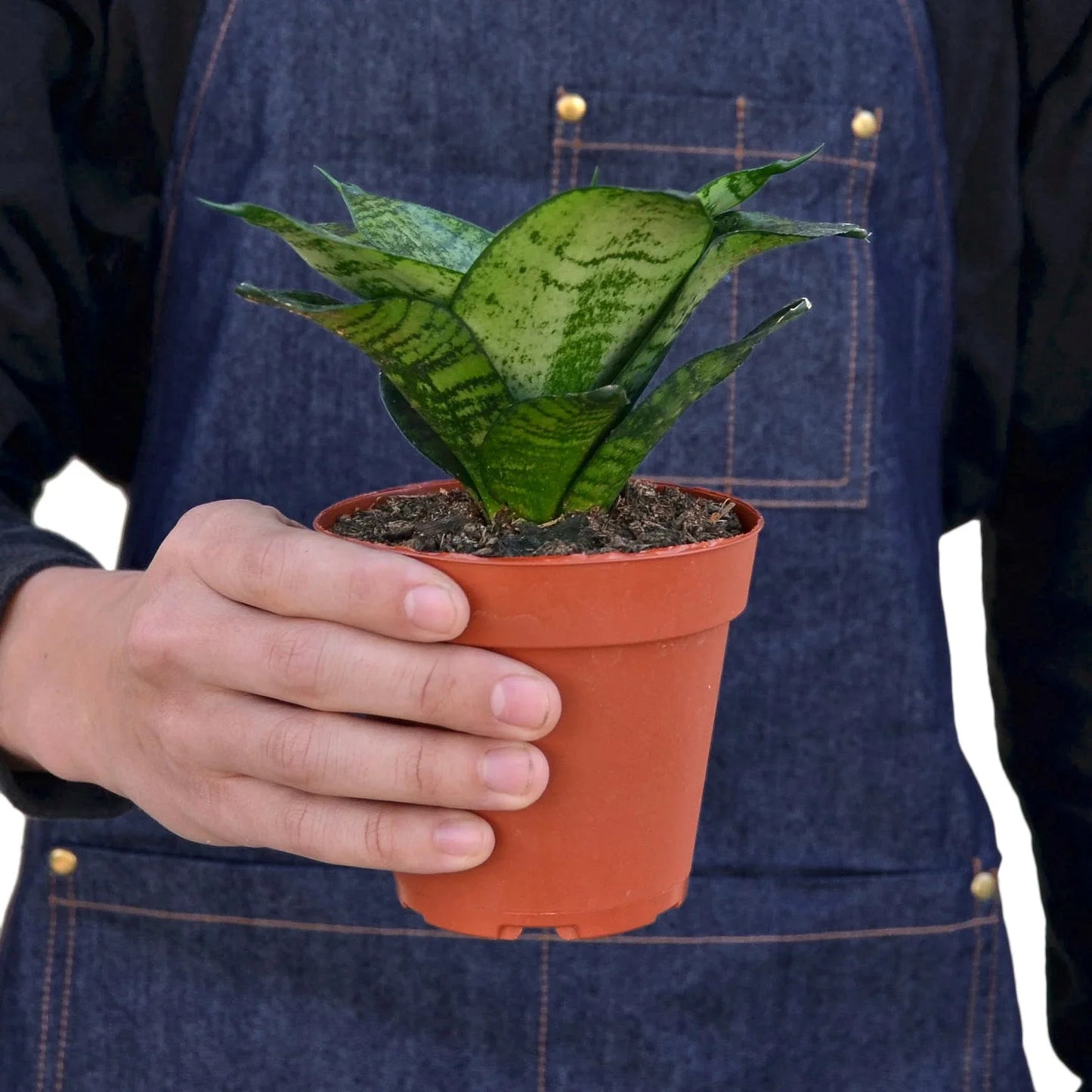 Snake Plant 'Forest Star'