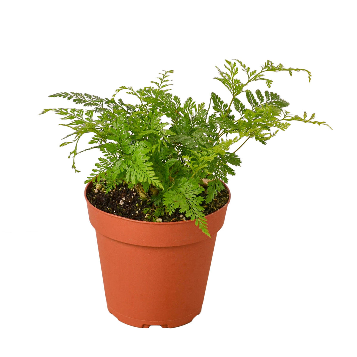 Lacy Rabbit's Foot Fern