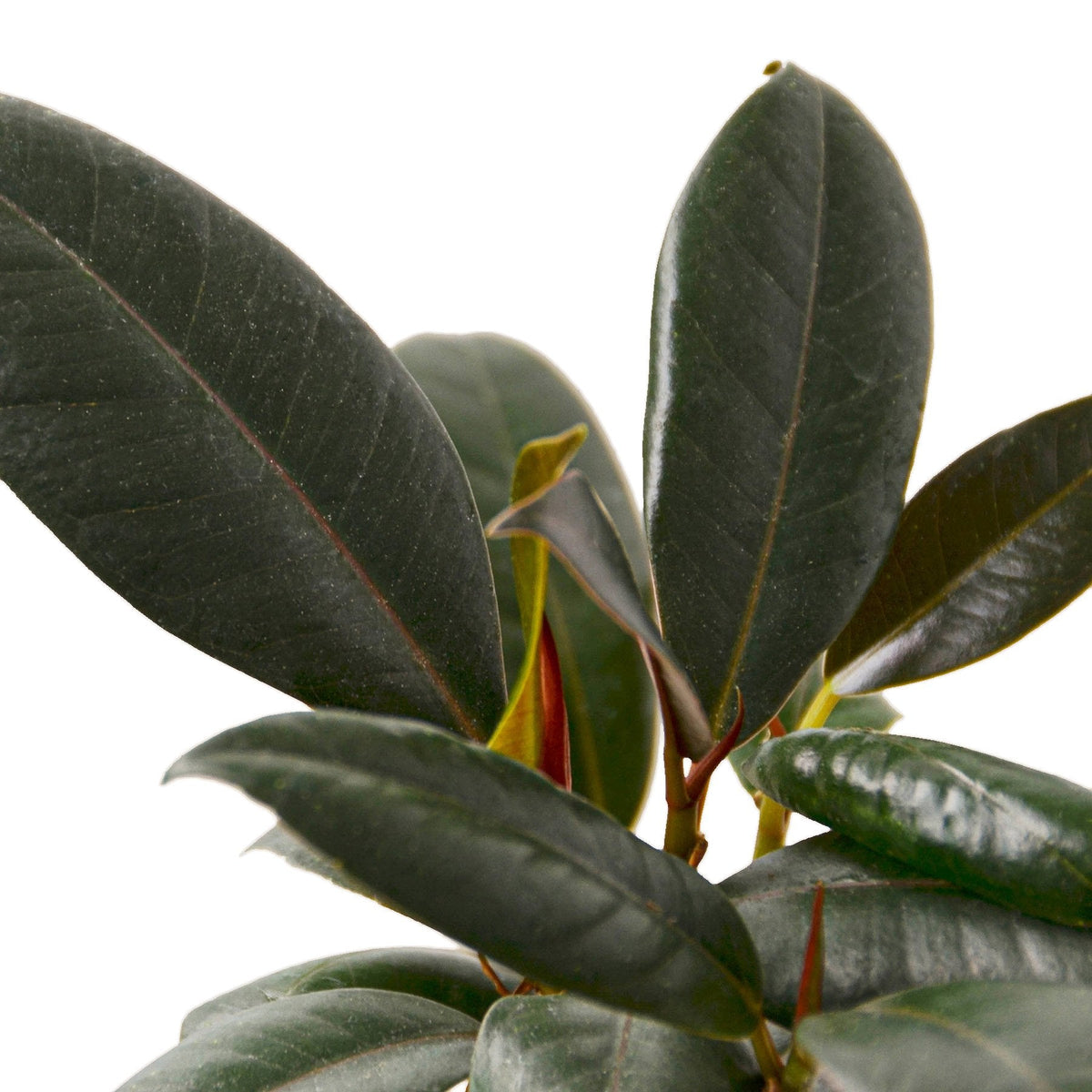 Rubber plant 'Burgundy'