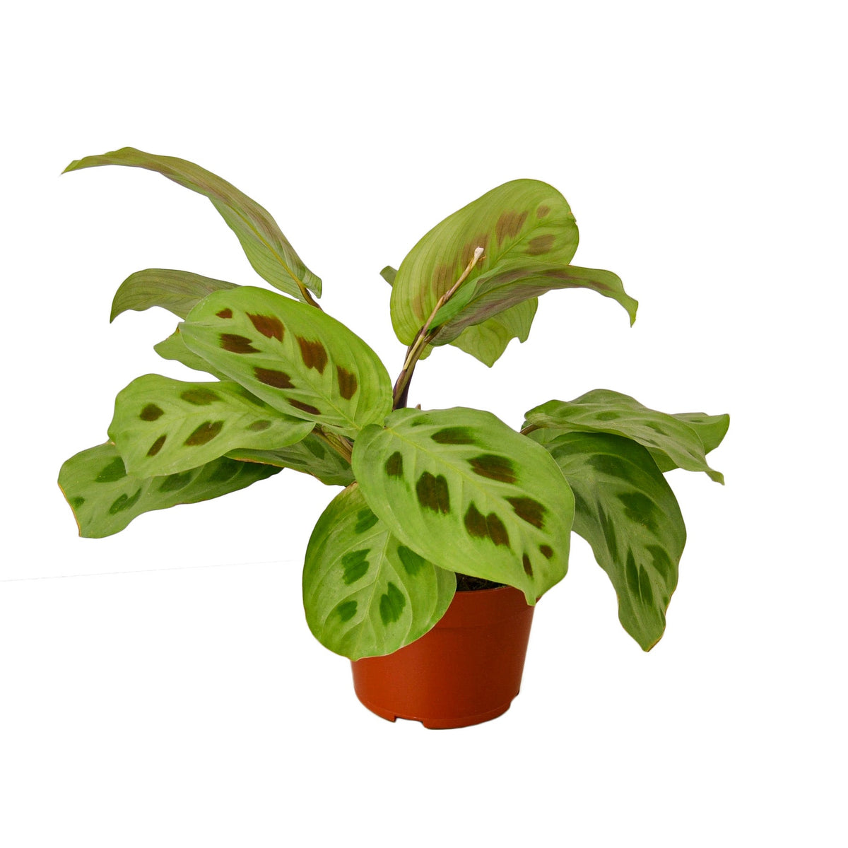 Prayer plant