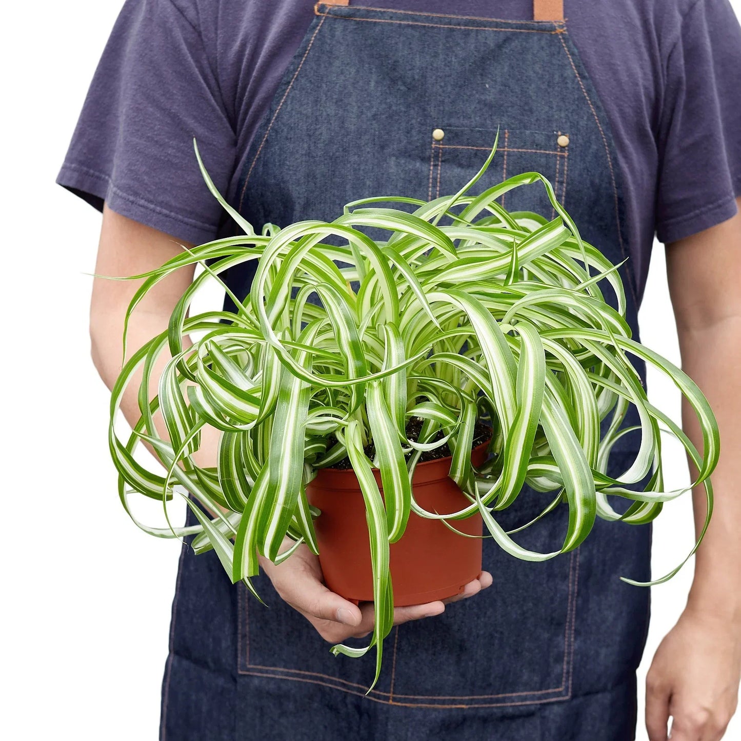 bonnie spider plant for sale Spider Plant 'Bonnie' – Planta