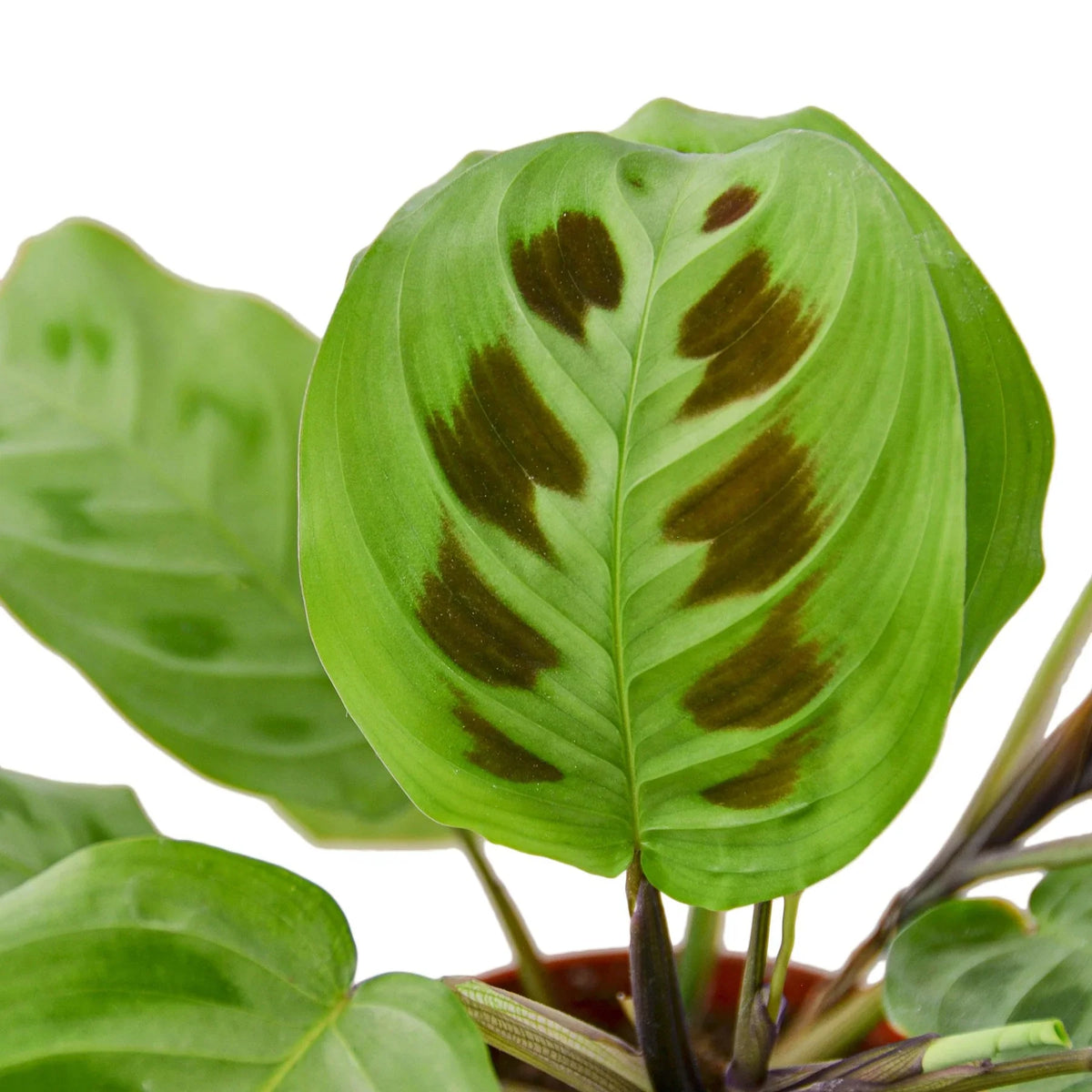 Prayer plant