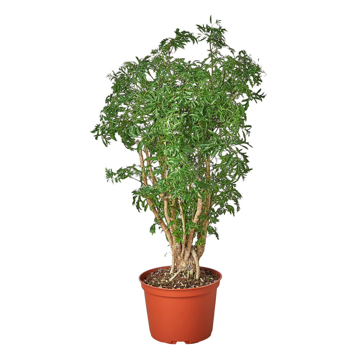 Ming Aralia