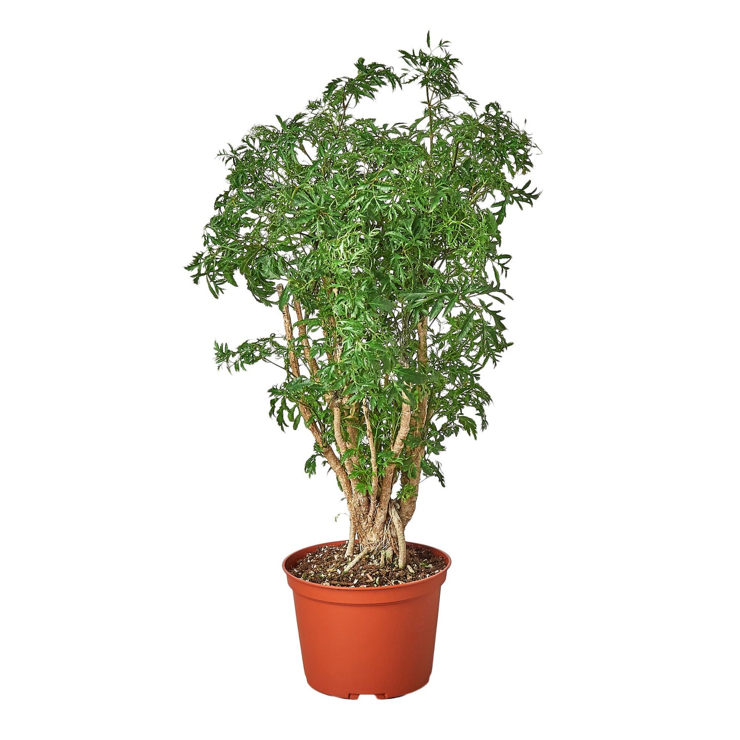 Ming Aralia