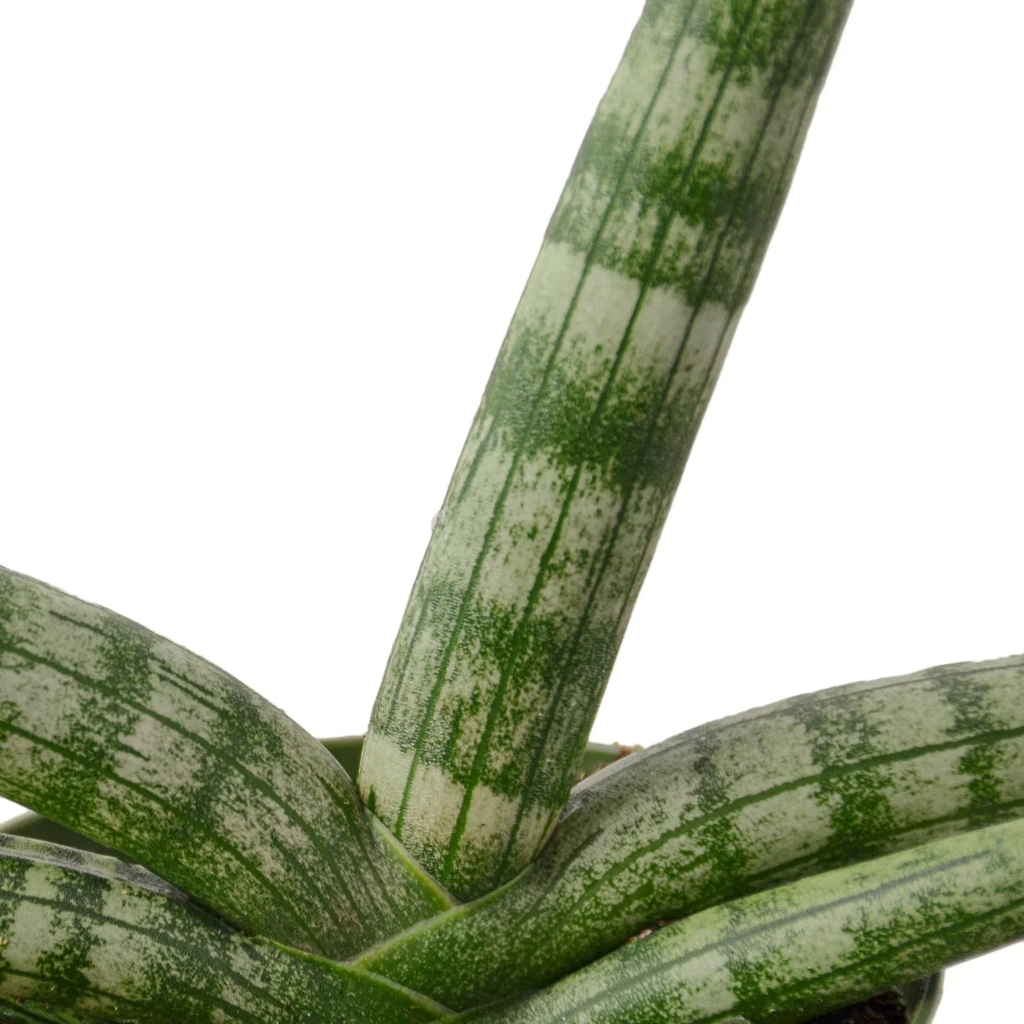 Snake plant 'Starfish'