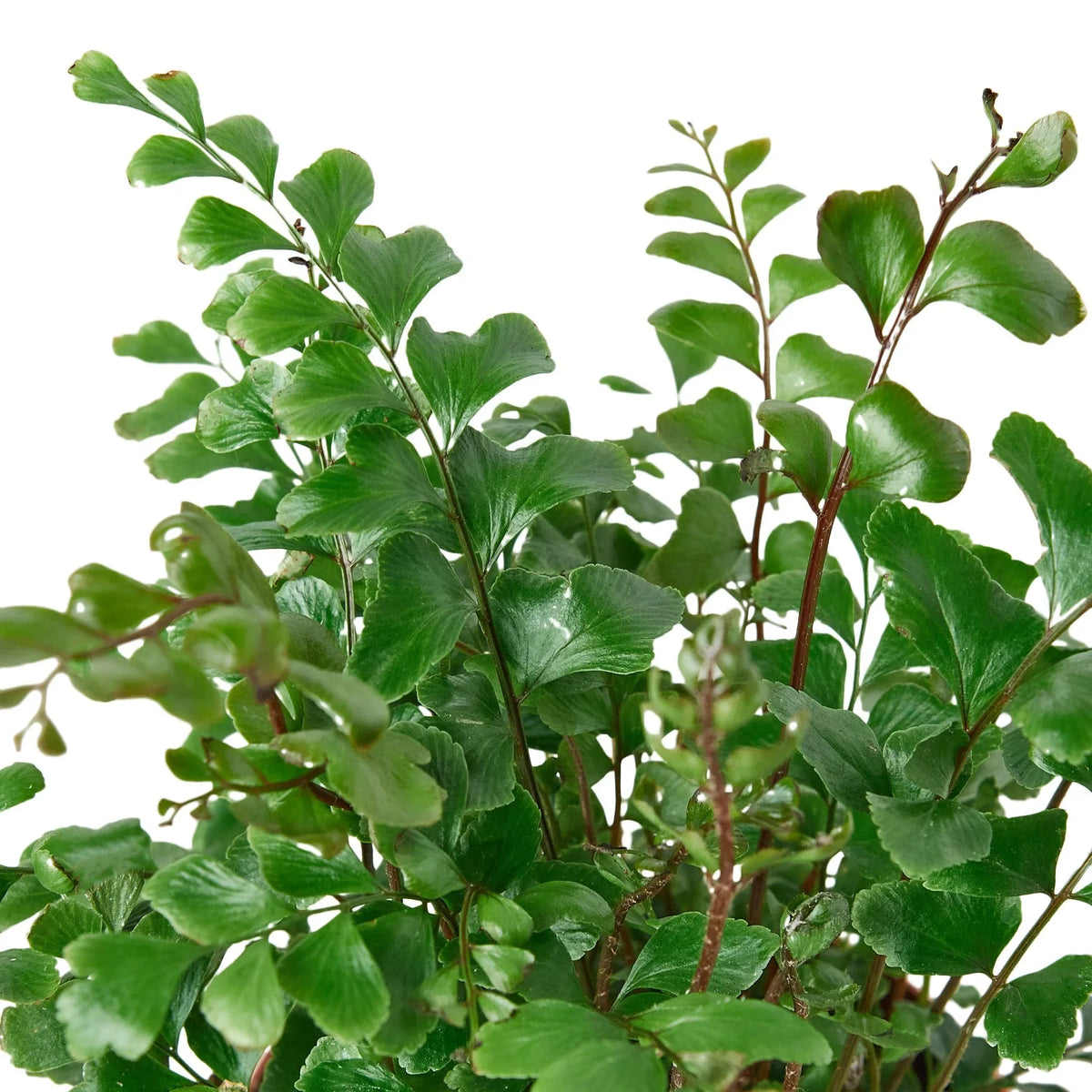Tree Maidenhair Fern
