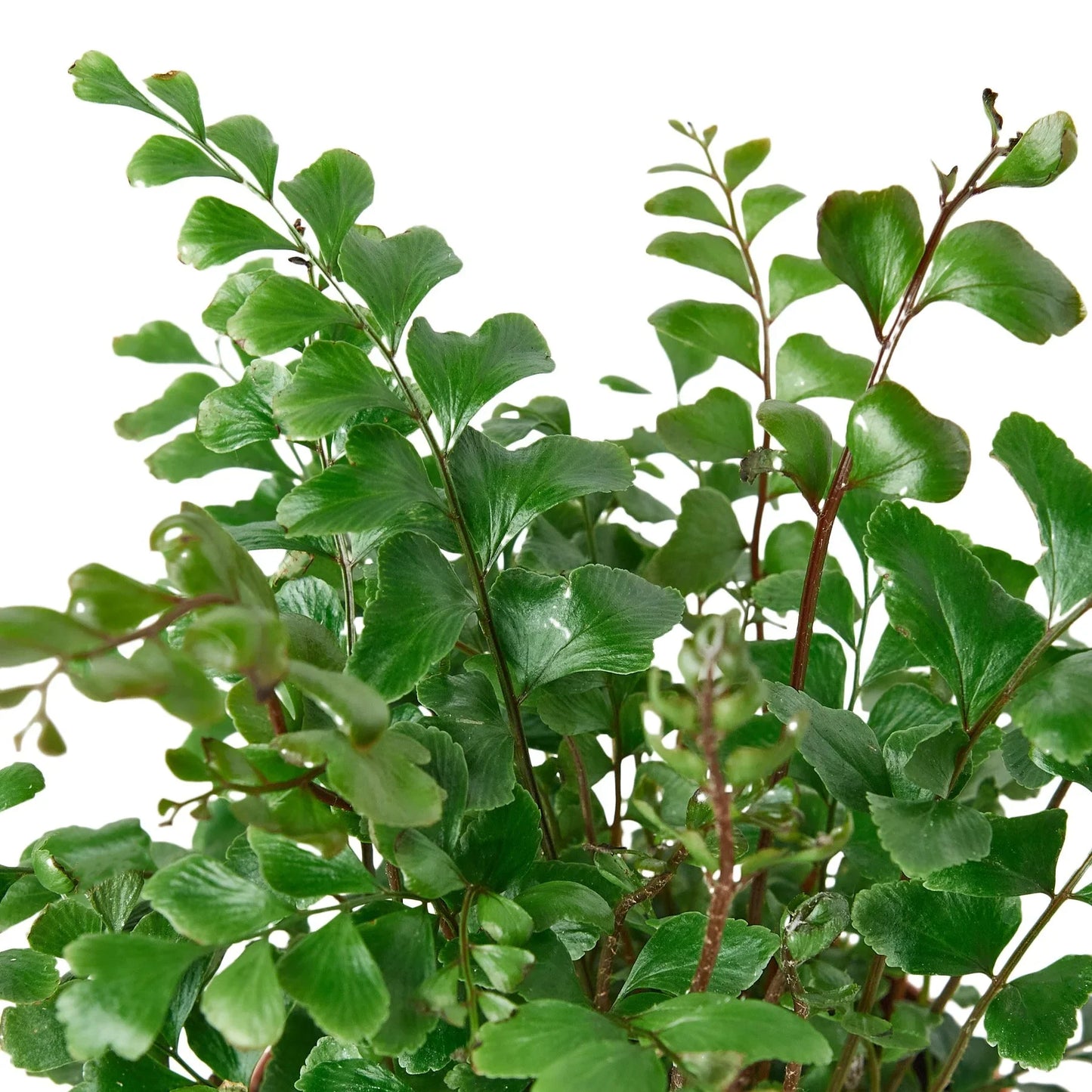Tree Maidenhair Fern