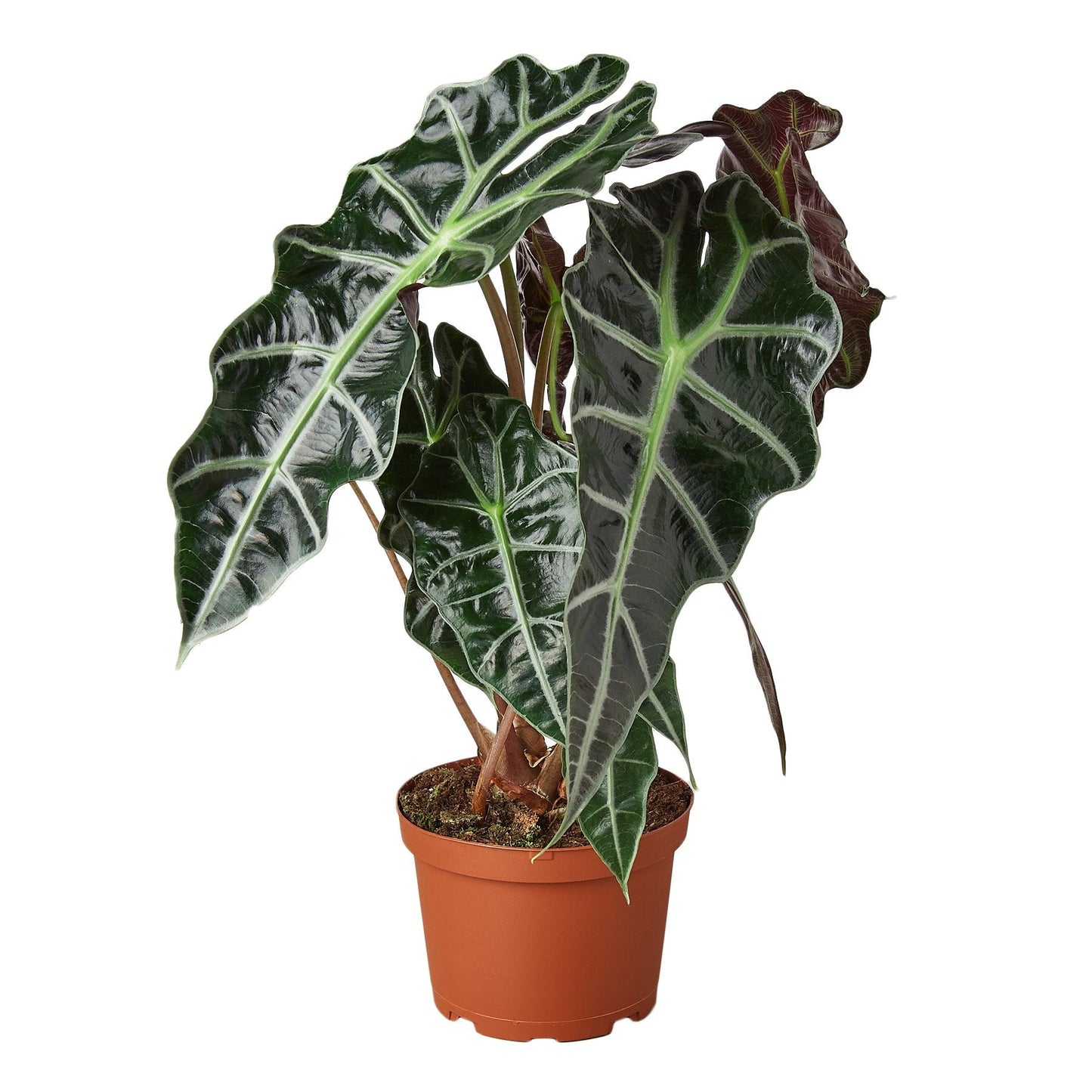 Amazonian Elephant's Ear 'Polly'