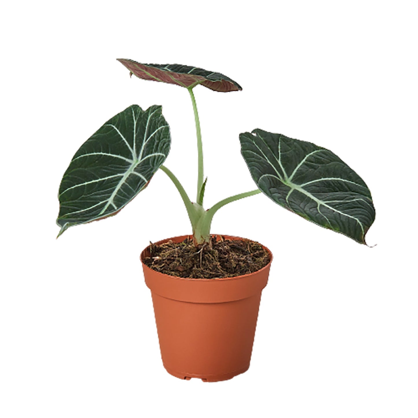 Alocasia reginula 'Black Velvet'