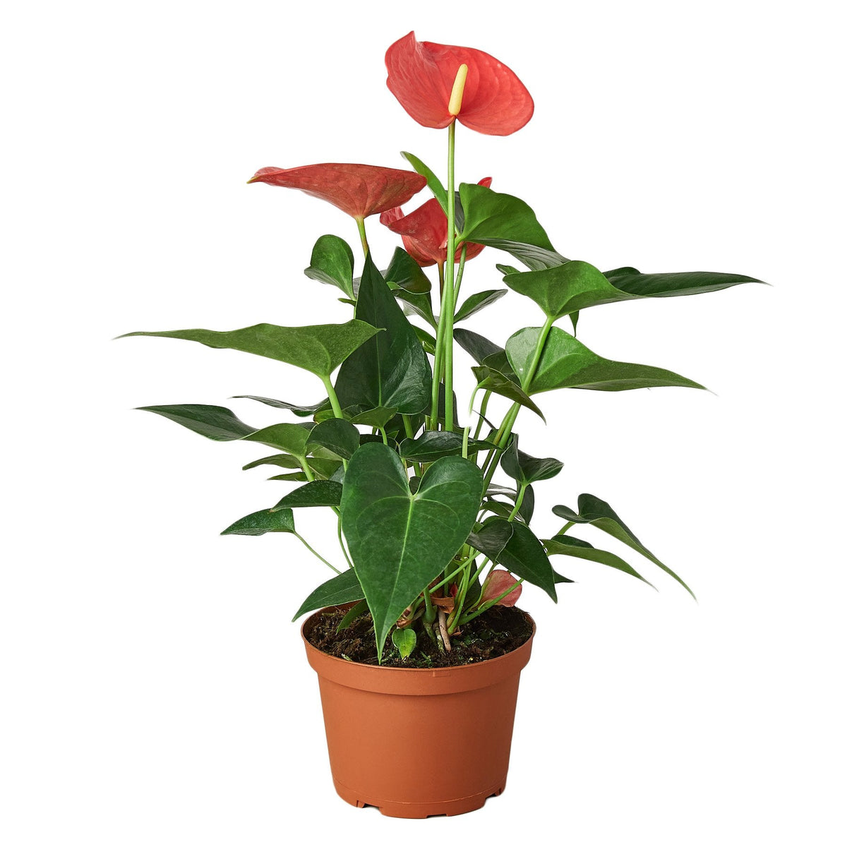 Flamingo Lily Pink