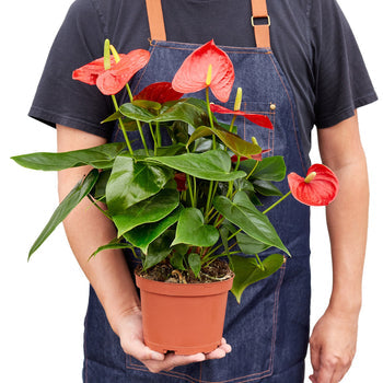 Flamingo Lily Red