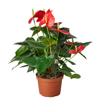 Flamingo Lily Red