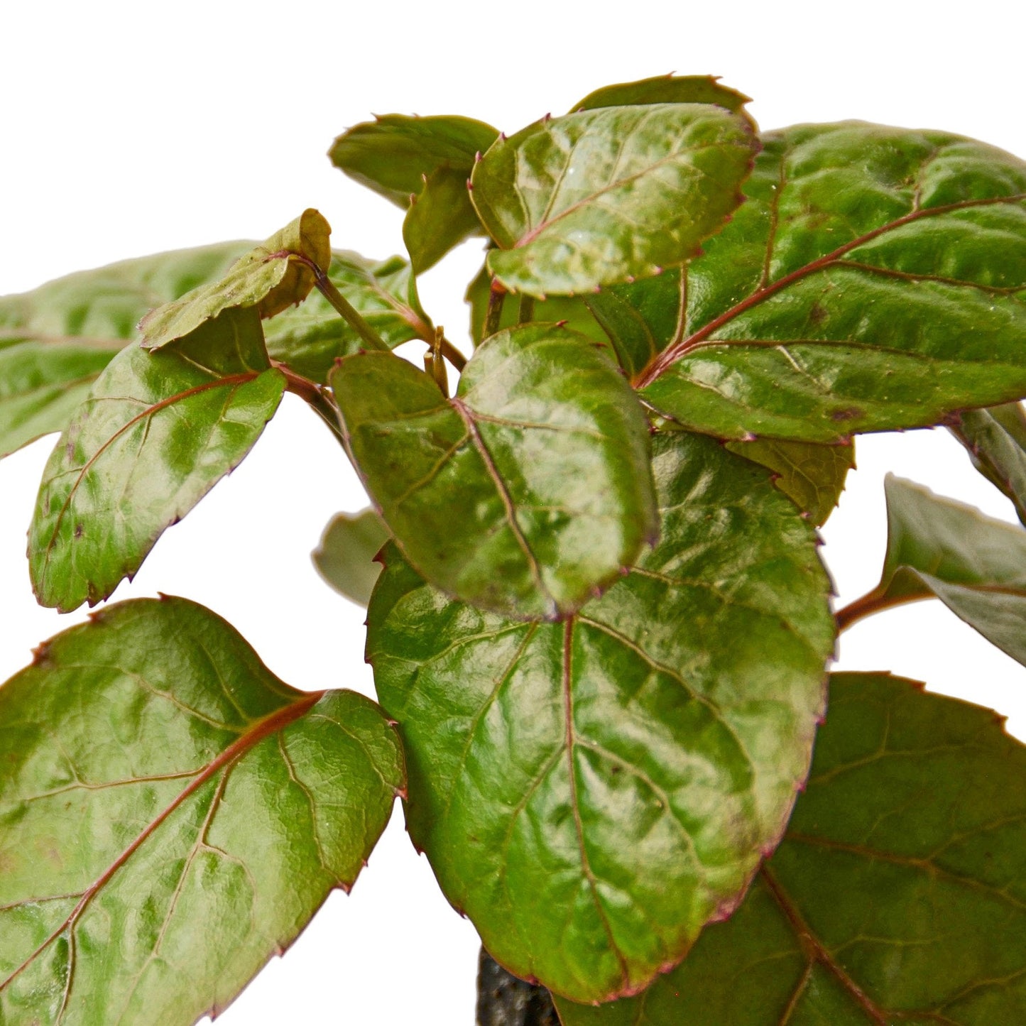 Aralia Fabian