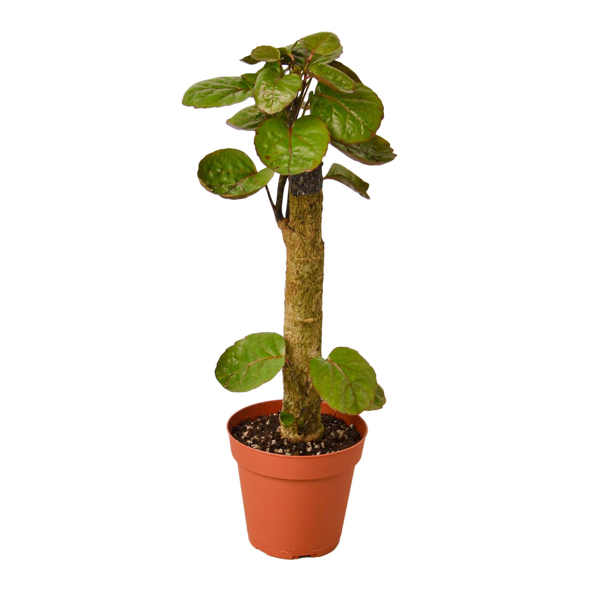 Aralia Fabian