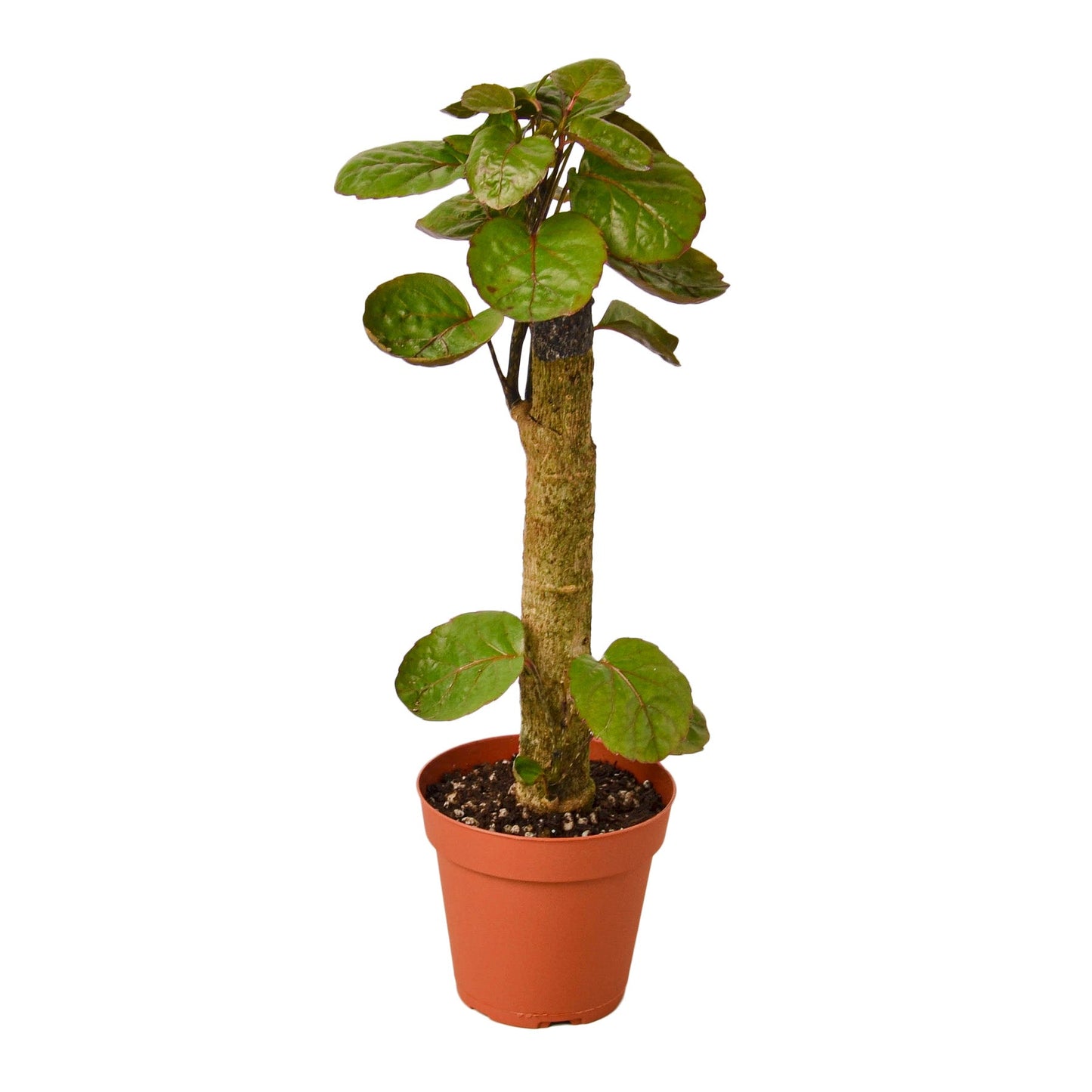 Aralia Fabian
