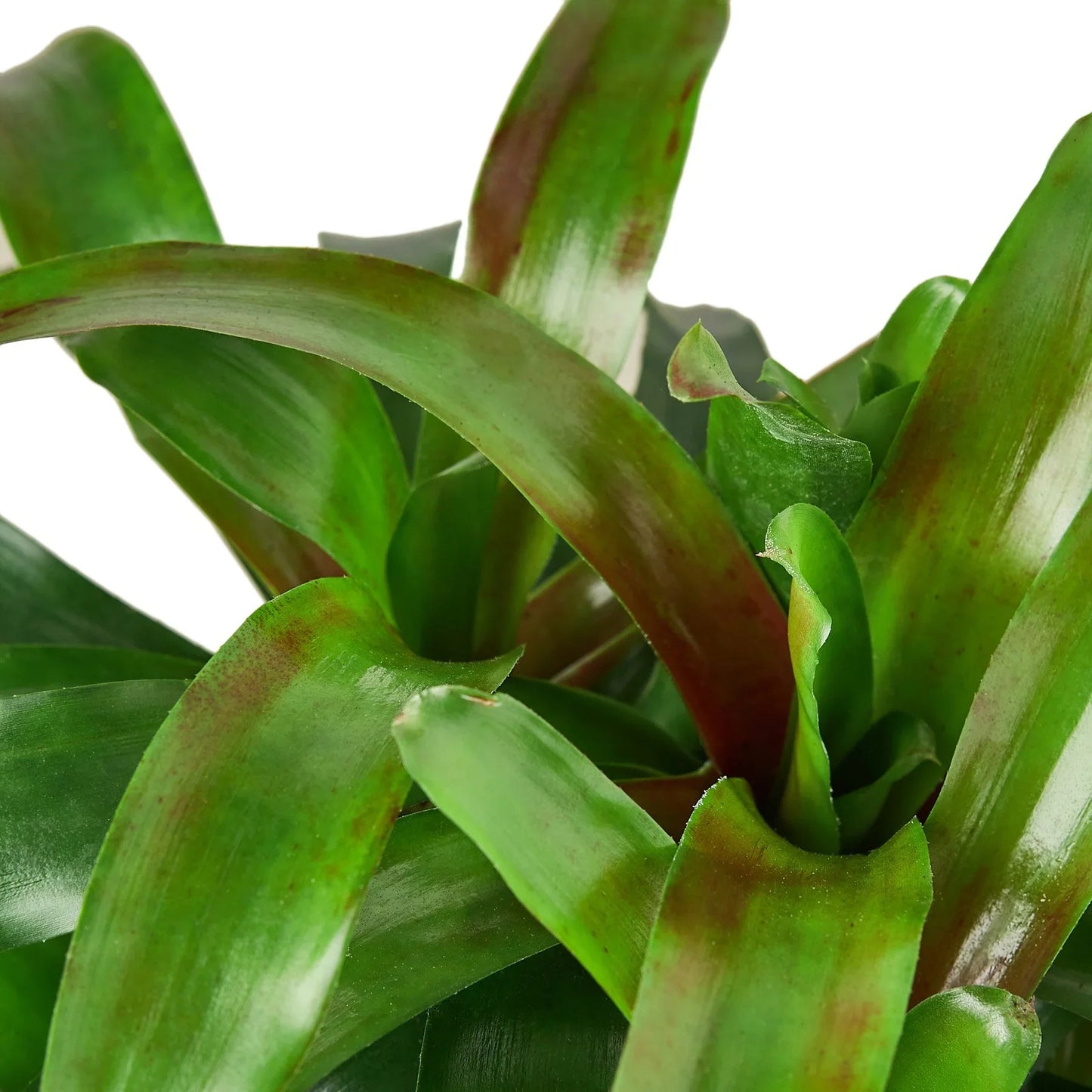 Neoregelia 'Fireball'