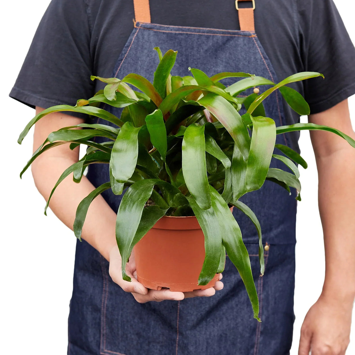 Neoregelia 'Fireball'
