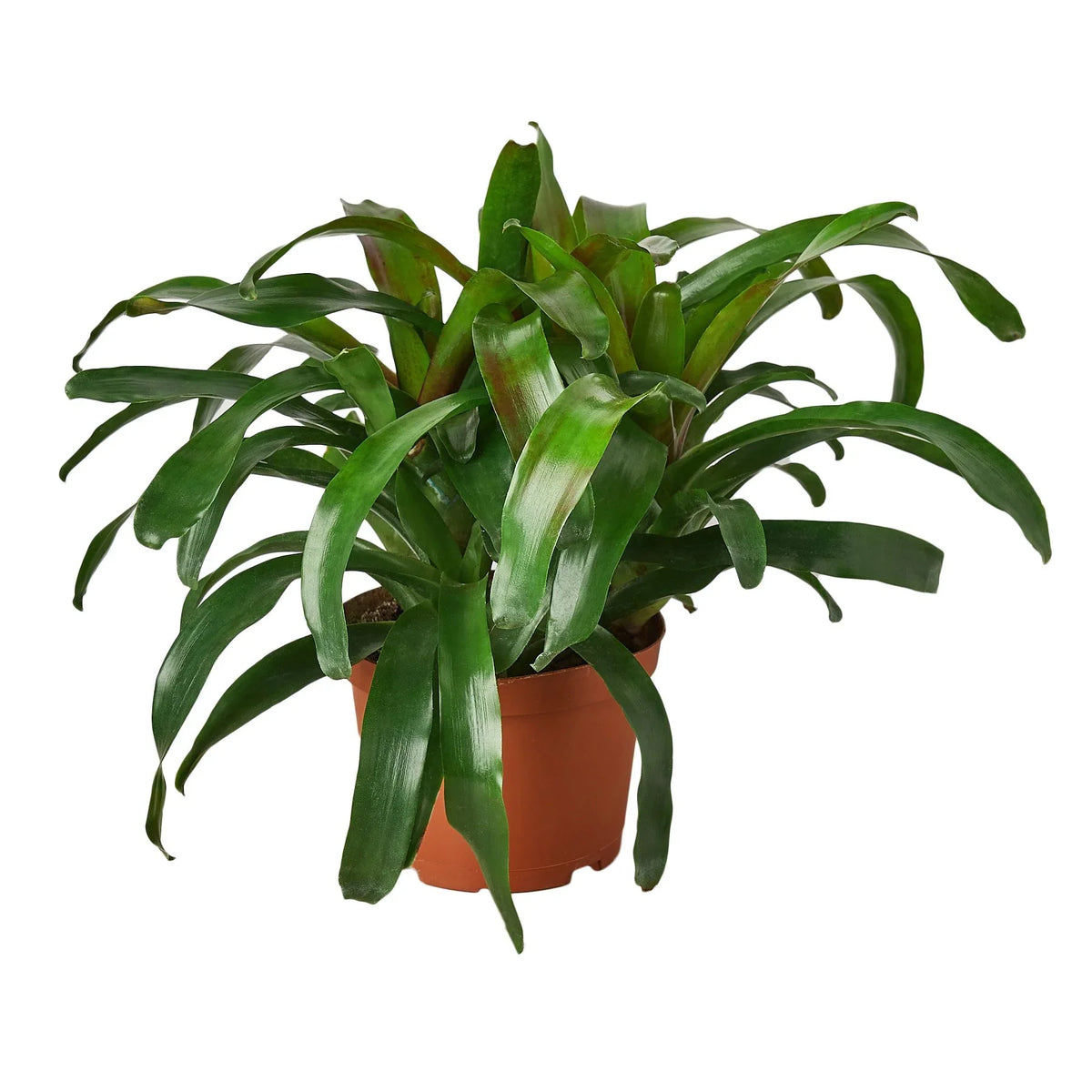 Neoregelia 'Fireball'
