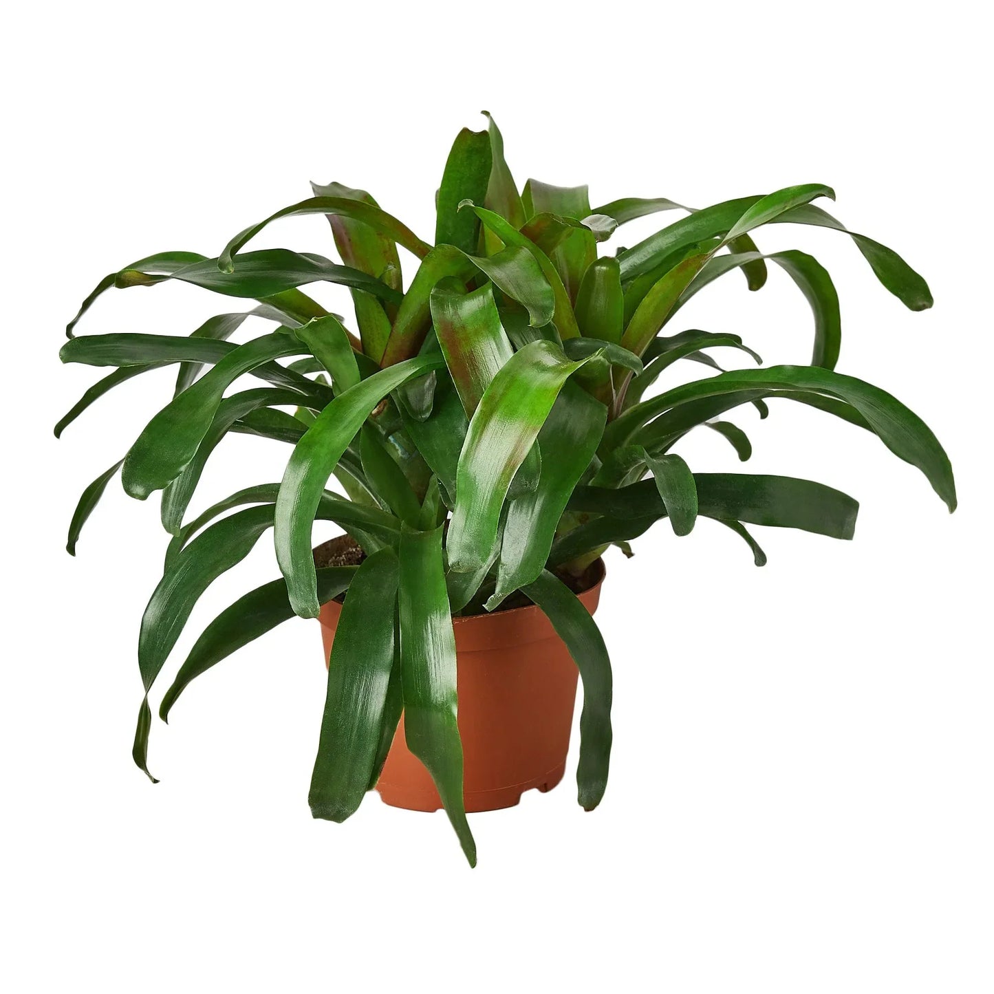 Neoregelia 'Fireball'