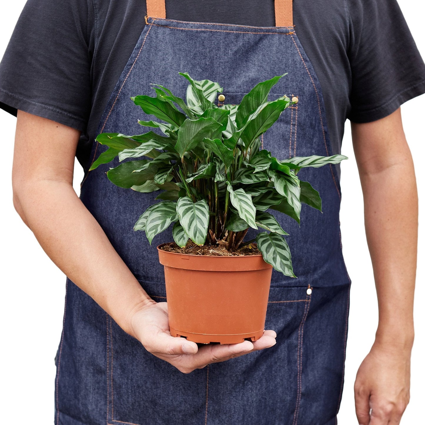 Calathea 'Freddie'