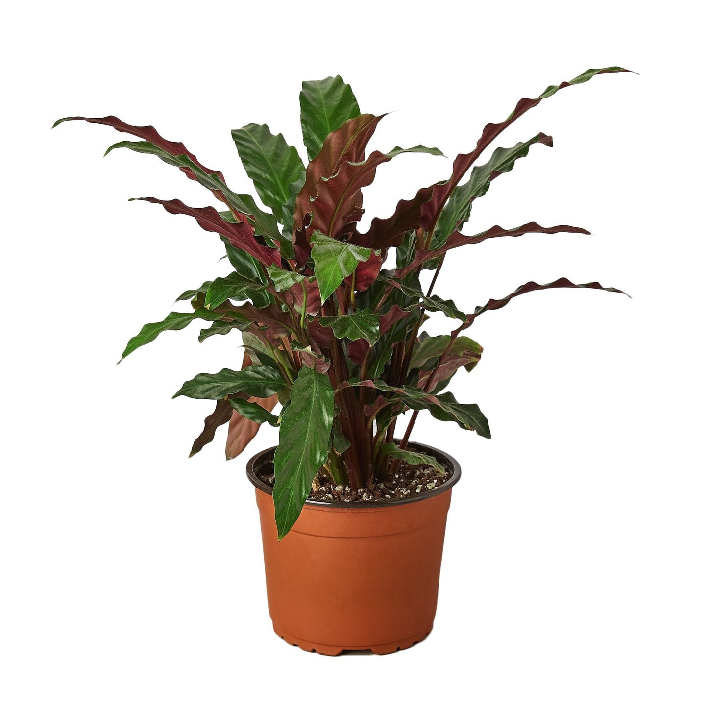 Velvet Calathea