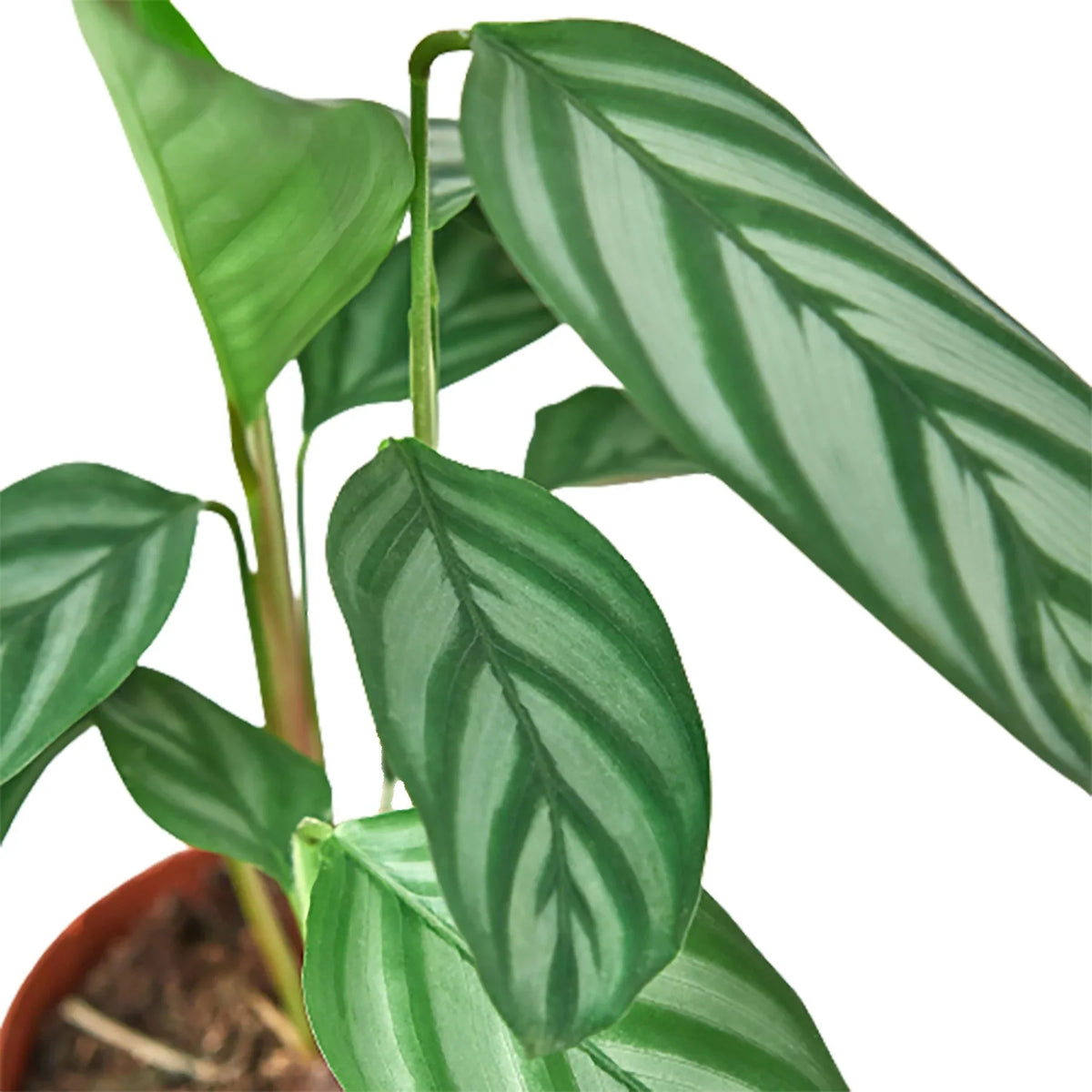 Never Never Plant 'Grey Star'