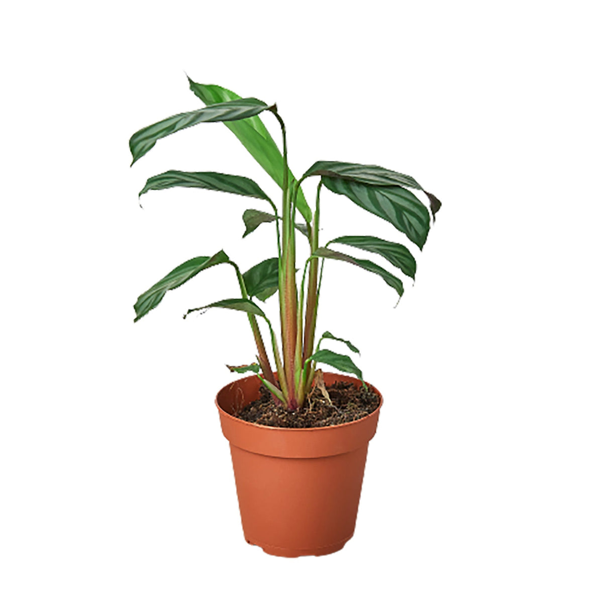 Never Never Plant 'Grey Star'