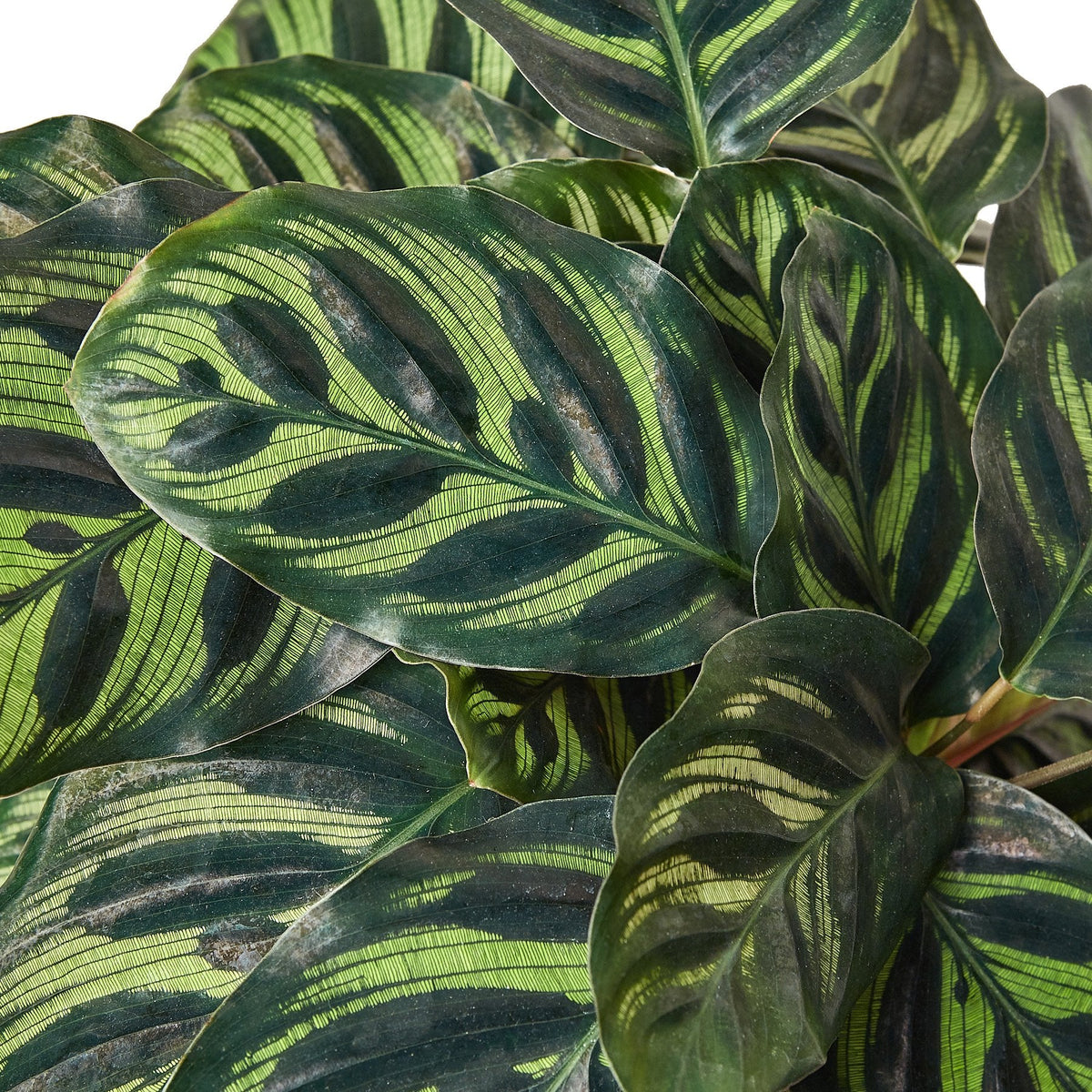 Peacock Plant