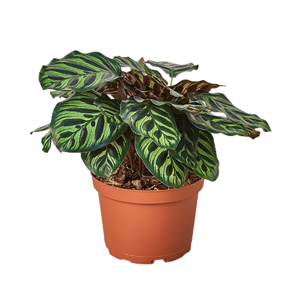 Peacock Plant